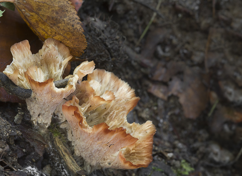 Cotylidia pannosa